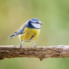 🐦 🇫🇷 Blue Tit (Mésange Bleue)