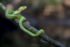 Green Bush Viper - Atheris chlorechis