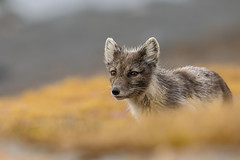 inquisitive Arctic Fox