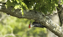 Pileated Woodpecker.....