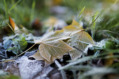 Frosty Leaves....