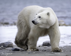 Polar Bear cub (Explored 11-5-24)