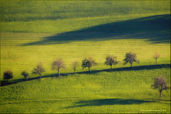 the memory of trees...in the autumn !