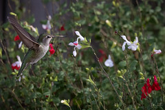 Anna's Hummingbird-EXPLORE