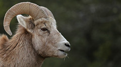 Banff Rocky Mountain Sheep...#2