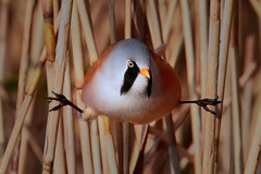 Male Bearded Tit in Classic Pose (Explored)