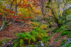 Otoño en el hayedo... (Explore 06/11/2024)