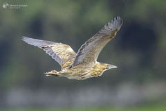 Bittern