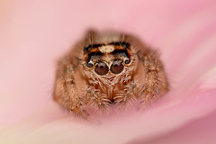 Jumping spider.jpg