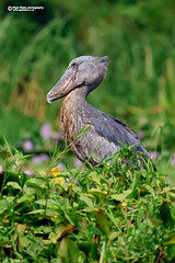 Shoebill, Balaeniceps rex.