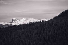 The Forests and the Mountains - Explored