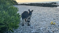 Shy beach friend!