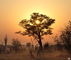 lever de soleil dans la savane