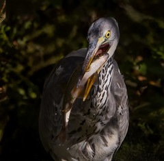 Grey Heron