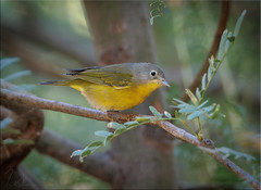 Nashville Warbler