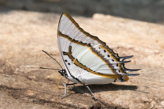 Polyura eudamippus