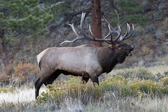 1V1A7630 bull elk