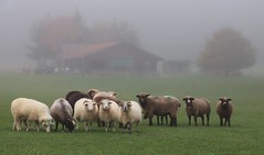 Schafe, Schafe und noch mehr Schafe  Sheep, sheep and more sheep