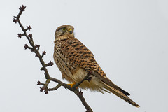 faucon crécerelle ♀ / kestrel 24M_3442