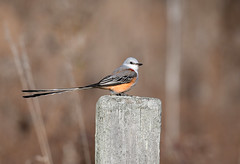 Scissor-tailed Flycatcher