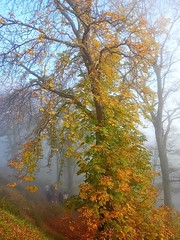 Promenade dans la forêt