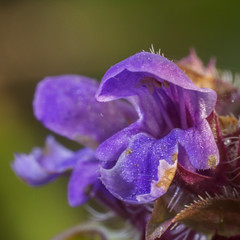 Prunella vulgaris