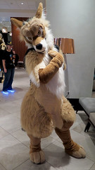 Coyote Cosplayer