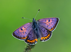 Lycaena helle