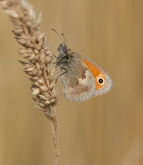 Small Heath  Coenonympha pamphilus