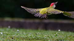 pic vert ♀ / green woodpecker 24M_6641