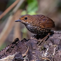 Pygmy Cupwing/ Pygmy Wren-babbler