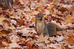 Fox Squirrels in Ann Arbor at the University of Michigan on October 31st, 2024 - 305/2024  142/P365Year17  5986/P365all-time – (October 31, 2024)