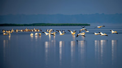 Pelicans all aglow