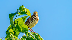 Bruant des prés - Passerculus sandwichensis - Savannah Sparrow