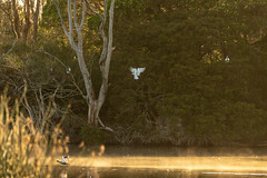 Sunrise Mist At Lake Lorne-32