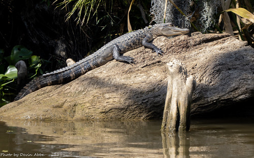 Alligator in the Honey Island, Louisiana swamp.