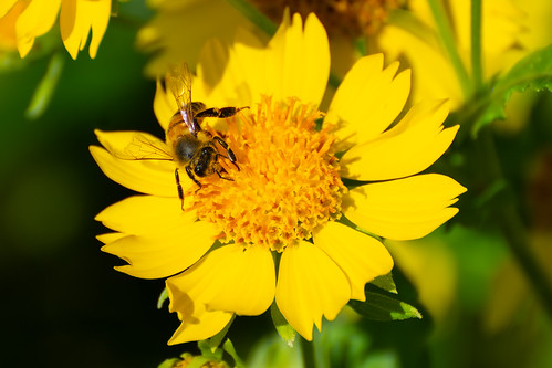 Honey Bee, Mineola, Texas, Nature Preserve