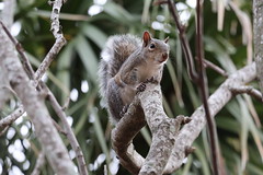 Eastern Grey Squirrels in Marion Square (Charleston, South Carolina) - November 14th, 2024 319/2024  156/P365Year17  6000/P365all-time – (November 14, 2024)