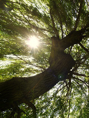 Tranquillité sous l'arbre, au soleil