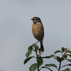 Stonechat (female) / Tarier Pâtre / Strakig-lann