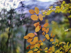 Bokeh digital hayedo en Parque Nacional de Ordesa (Huesca)