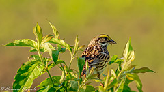 Bruant des prés - Passerculus sandwichensis - Savannah Sparrow