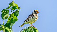 Bruant des prés - Passerculus sandwichensis - Savannah Sparrow