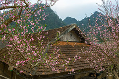 _MG_5822.0212.Lóng Luông.Vân Hồ.Mộc Châu.Sơn La.