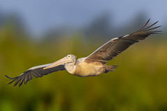 Impressive wingspan