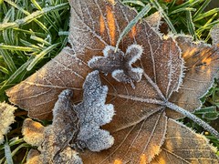 Frosted leaves