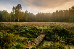 A forgotten forest glade / Zapomniana, leśnia polana