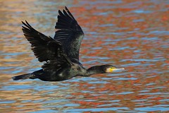 Grand cormoran - Phalacrocorax carbo - Great cormorant