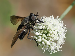 Dasyrhamphis ater ♀, Le Collet-de-Dèze, Lozère, France