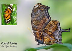 Consul fabius, the tiger leafwing